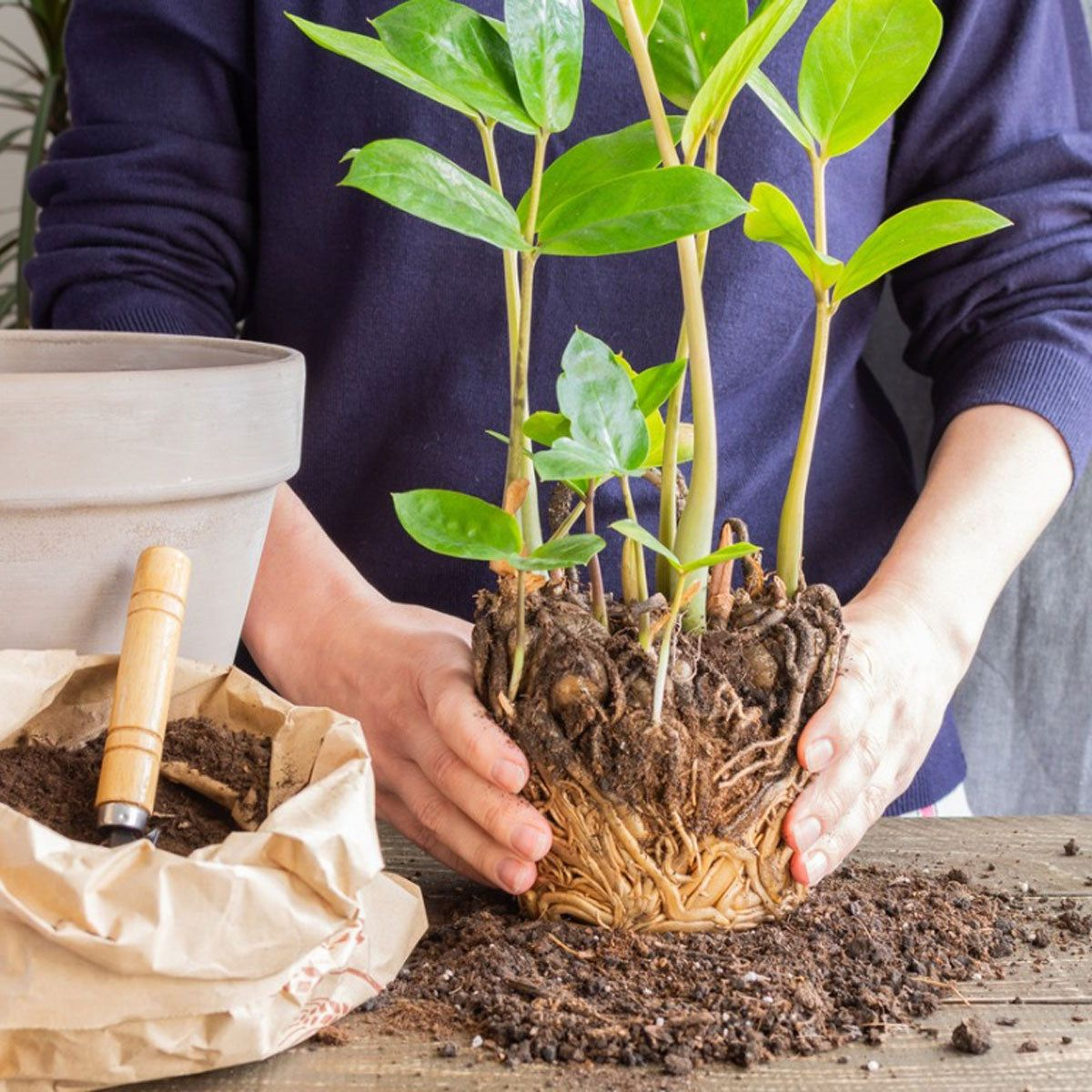 как пересадить замеокулькас