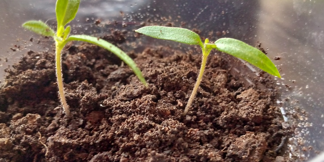 Томаты по расписанию: как заставить семена взойти за 3 дня без нервов