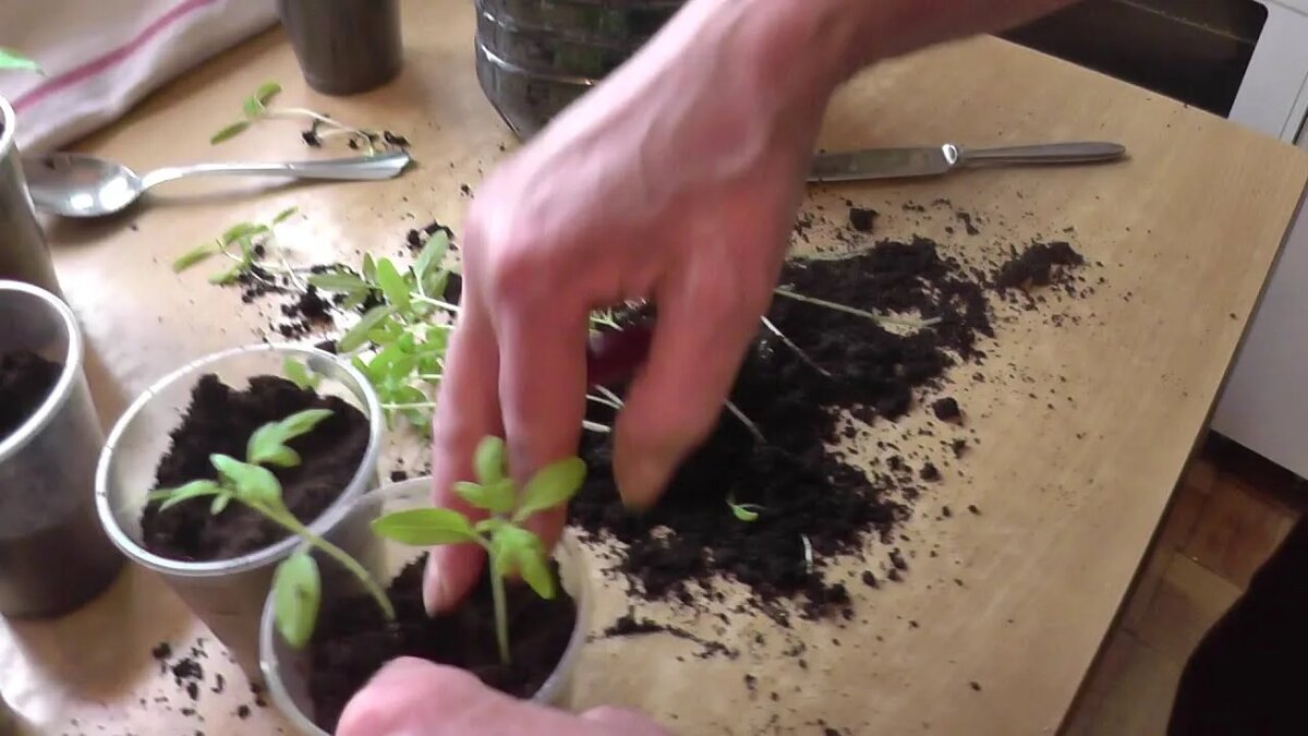 Как пикировать томаты в отдельные стаканчики: пошаговая инструкция для начинающих