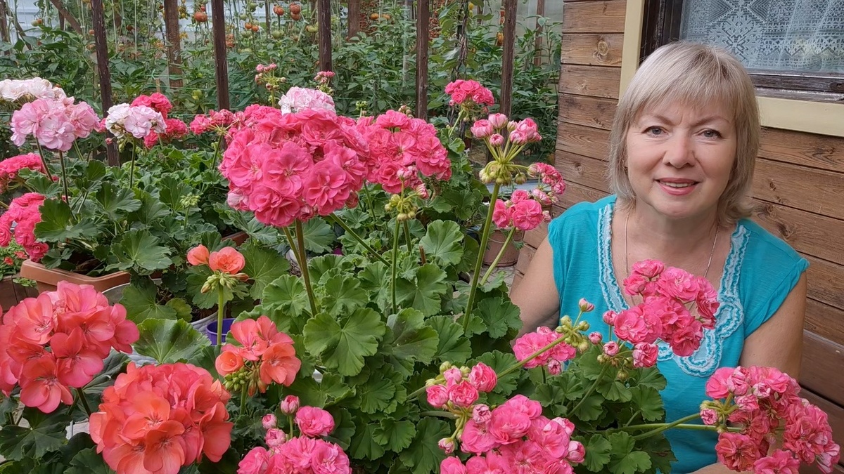 Мои пеларгонии в конце лета 2025