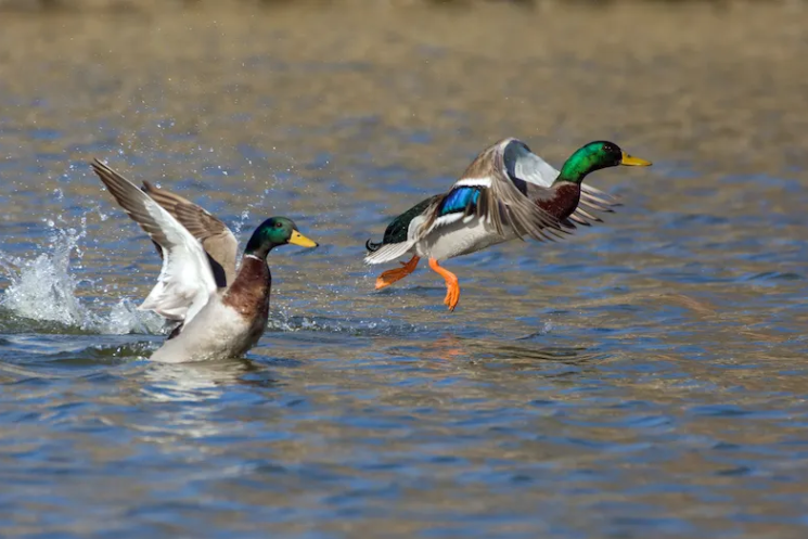 Кряквы — одни из самых распространённых уток в мире и основной объект охоты на уток