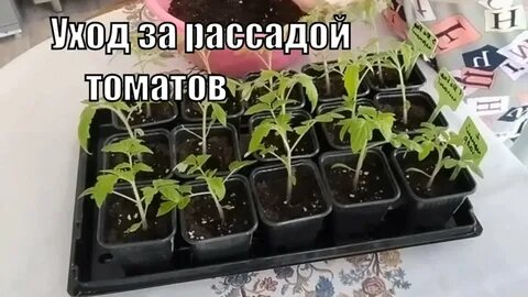 Что делать после пикировки томатов: полив, свет и температура для быстрой адаптации за 5 дней