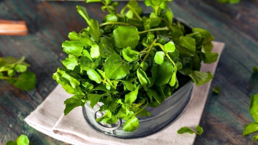 5 малоизвестных фактов о зелени, которую мы зря обходим стороной