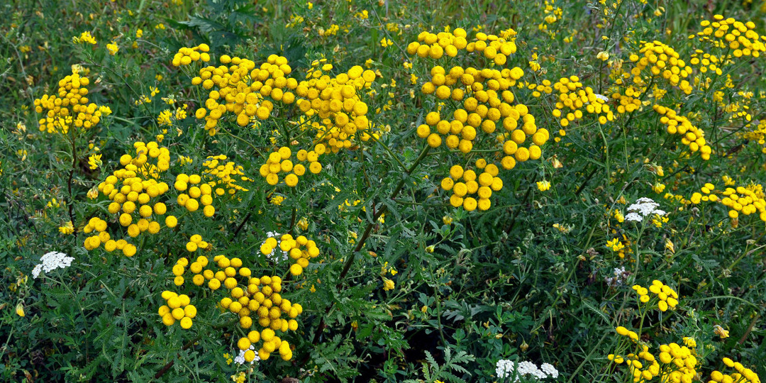Пижма для здоровья: желтые цветы, о которые спорят до хрипоты