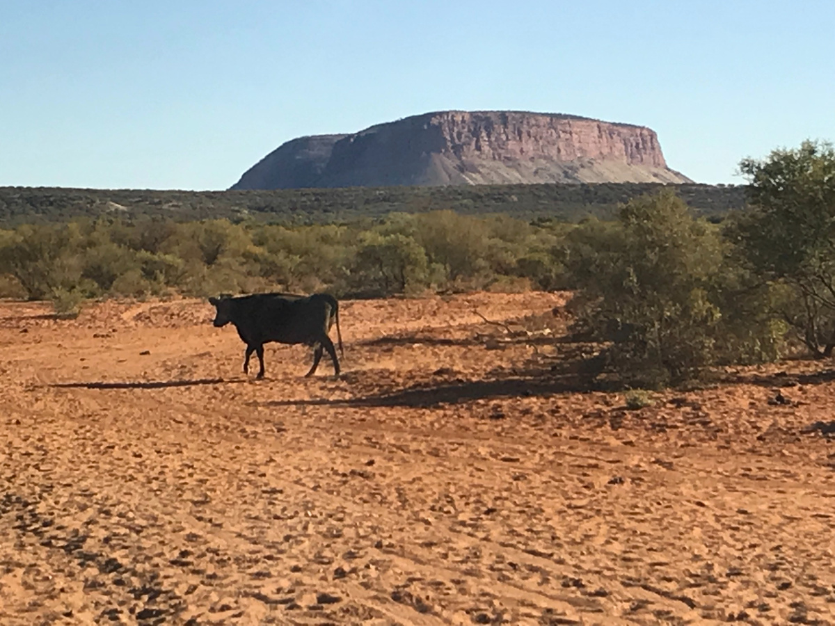 На огромной огороженной территории коровы разгуливают на свободе.