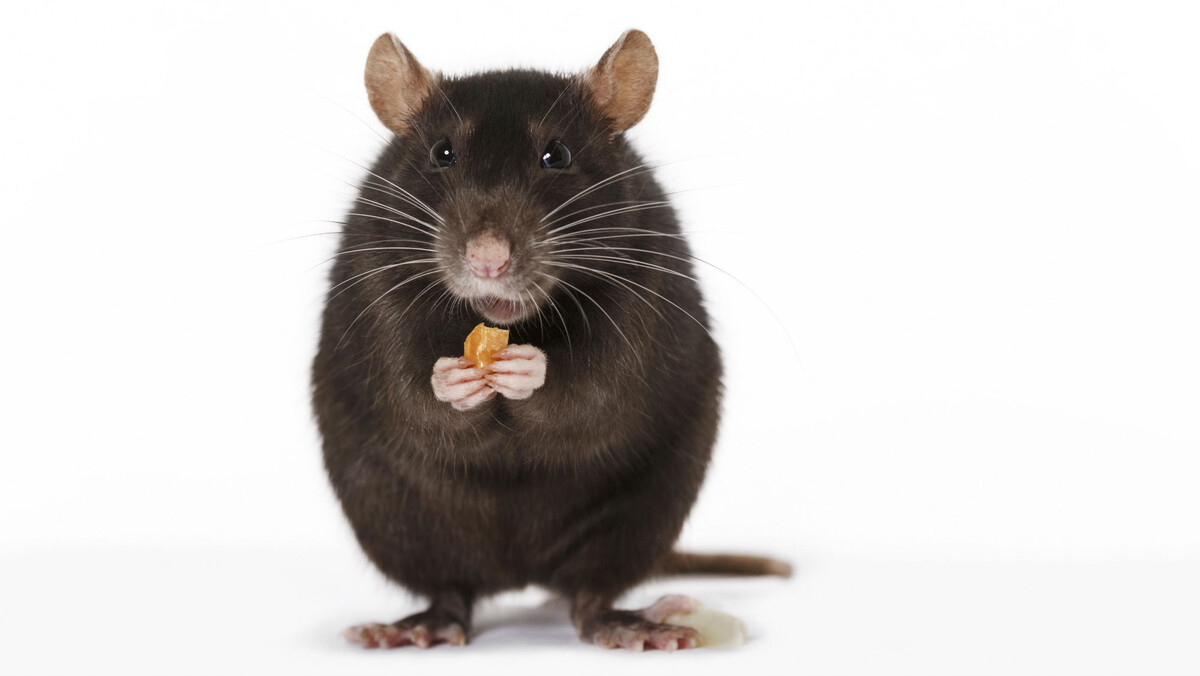    Крыса-сладкоежка