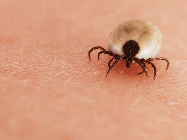    Фото: depositphotos/sasel77