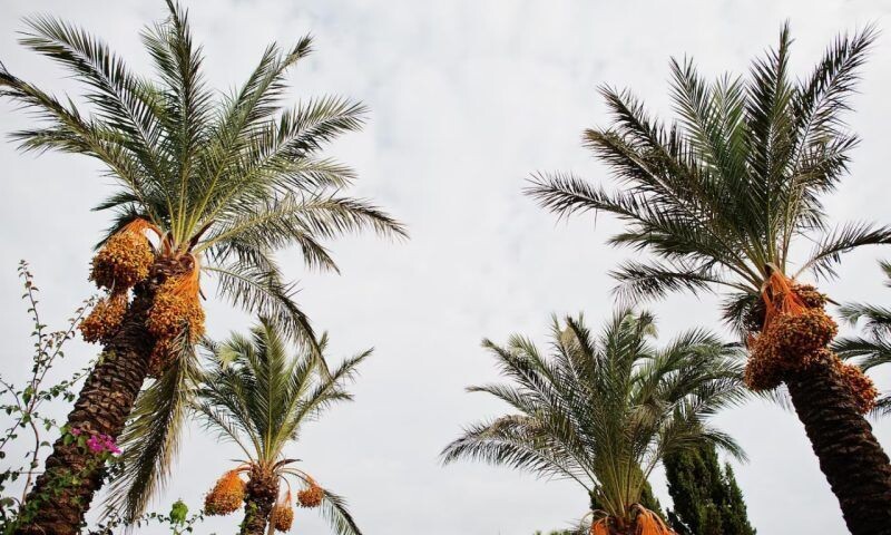    Фото freepik.com