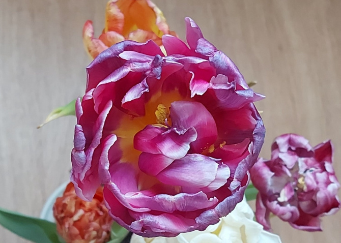 Фото: «Полярно-альпийский ботанический сад-институт»