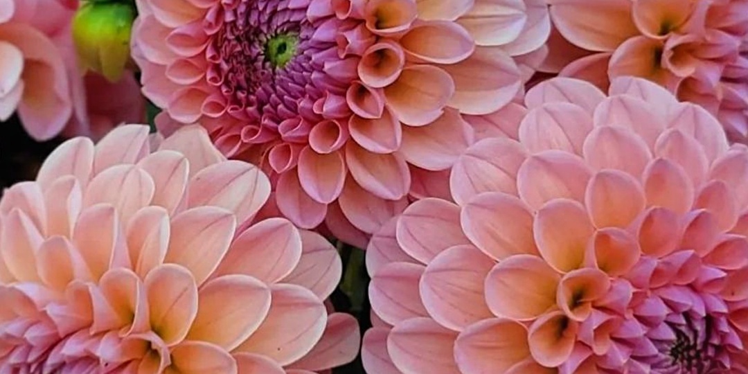 Георгин Линдас Бэйби / Dahlia Linda's Baby