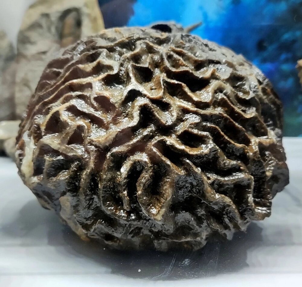    Когда окаменелость только извлекли из земли, она была еще на сто граммов тяжелее. Фото: личный aрxив/ Валентин Вербицкий