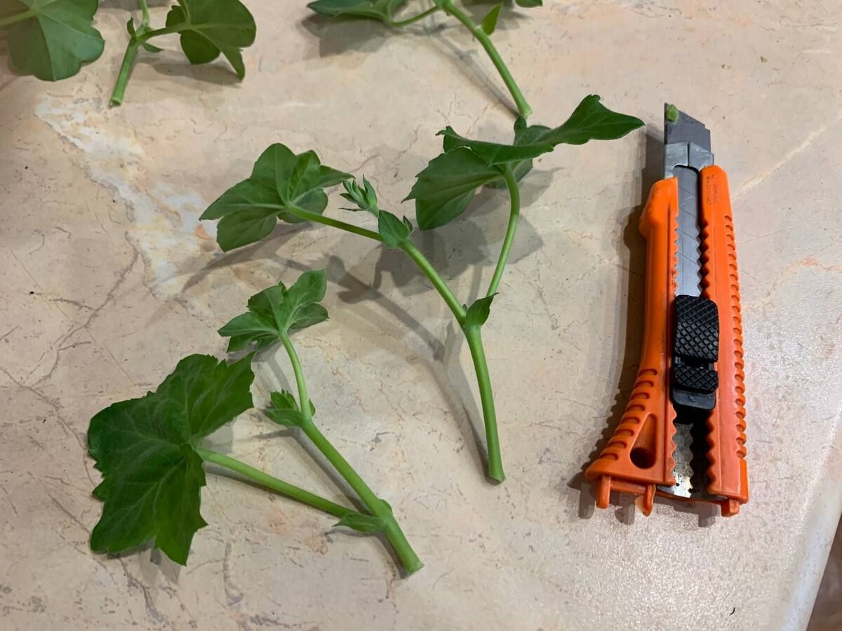 Черенки плющелистной пеларгонии. Фото автора 