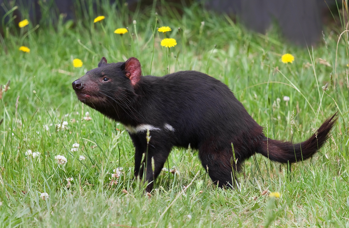 Tasmanian Devil. Tasmanian Devil Conservation Park, Taranna, Tasmania, Australia. Работа J.J. Harrison.