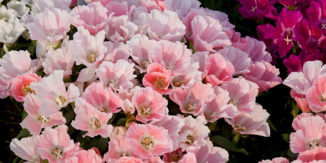 Прощай, капризная петуния: почему я выбрала годецию и не пожалела