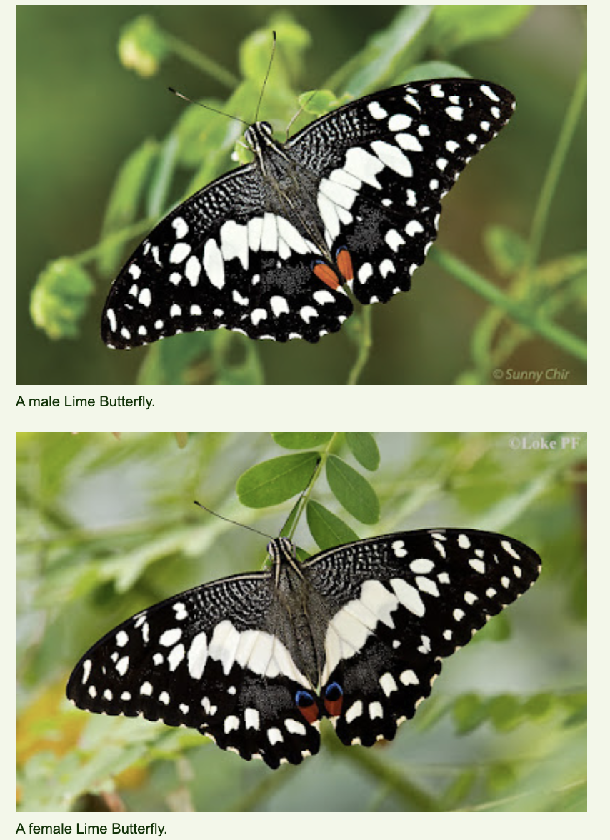 Сверху - мальчик, снизу - девочка. Фото взято с сайта "Бабочки Сингапура" (https://butterflycircle.blogspot.com/2011/11/life-history-of-lime-butterfly-v20.html)