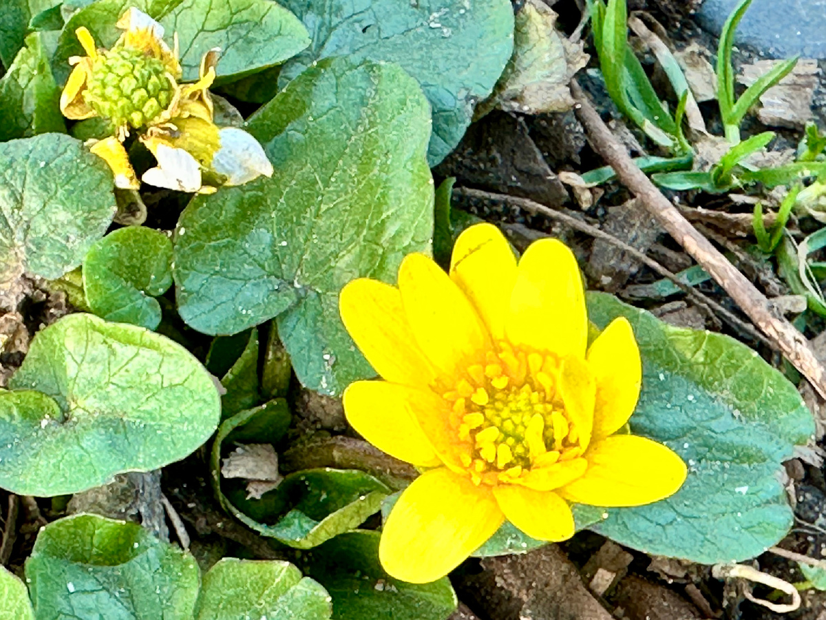 Чистяк весенний.