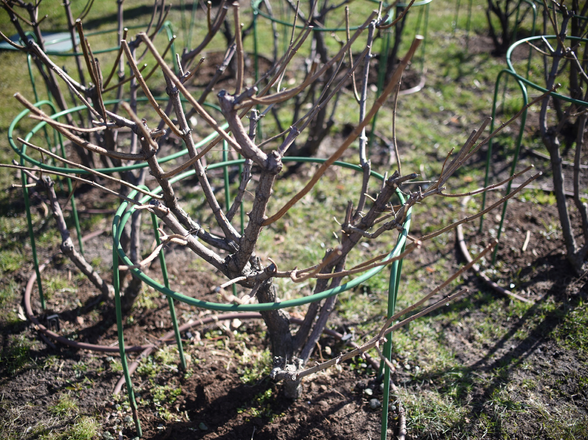 Фото: photoPOU / Shutterstock / Fotodom