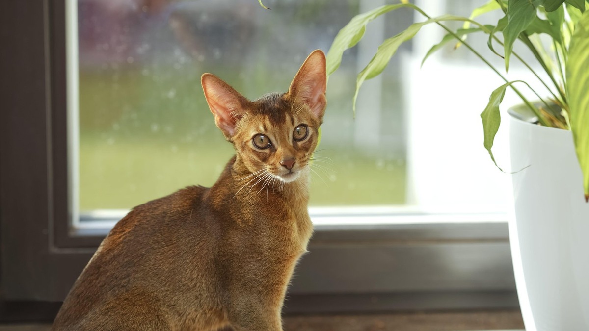    Мир кошачьих окрасов полон удивительных генетических сюрпризов