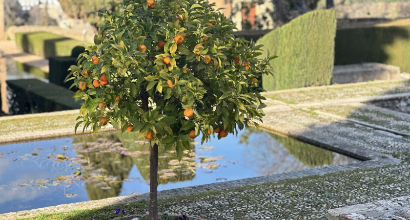    Первый городской канал Калининград