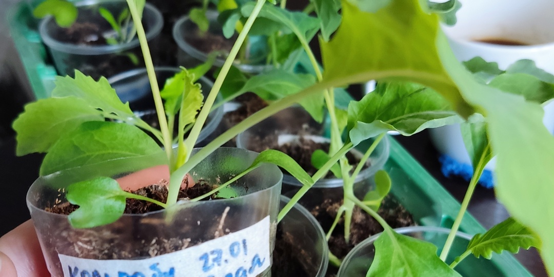 Ранний урожай. Кольраби.