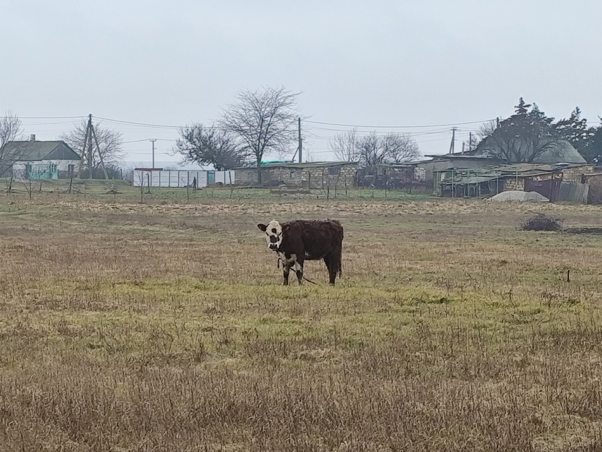 Девушка номер два 