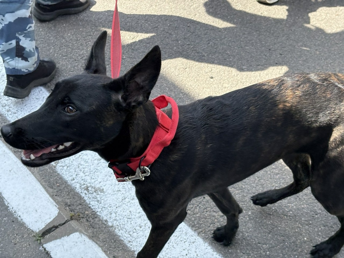 Фото: Neva.Today