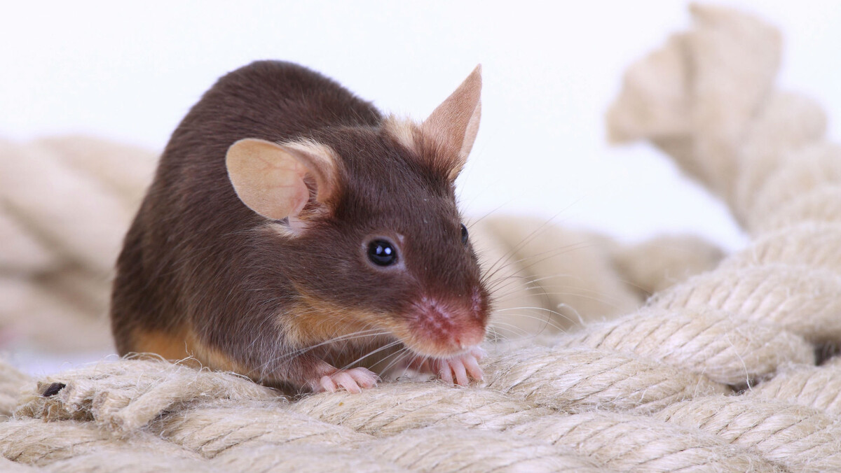    Мыши, учуяв крысиные слёзы, перестают двигаться, чтобы оставаться незамеченным для врага.