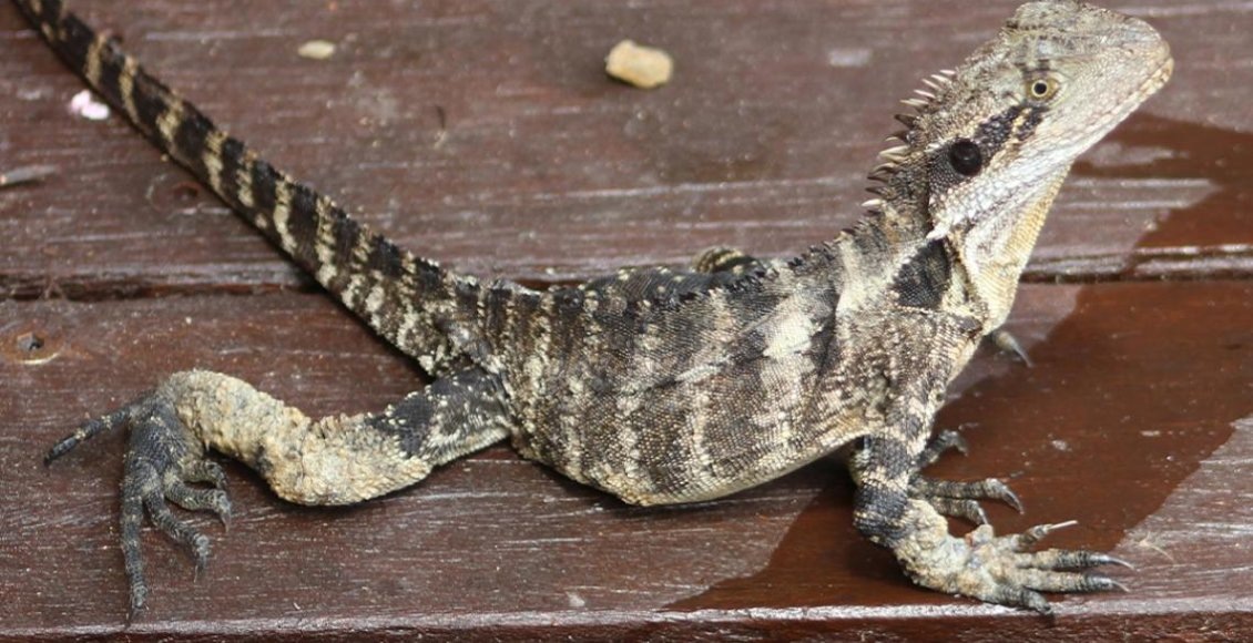    Фото: University of Queensland