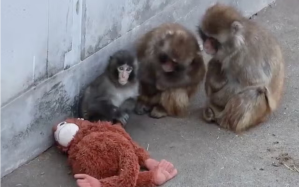 В японском зоопарке у обезьянки Панча заберут его плюшевую «маму»