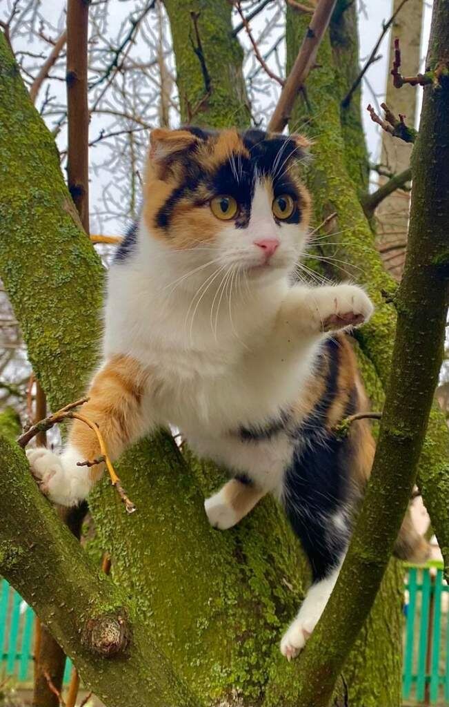    фото Людмила Сахарчук Веселовские вести