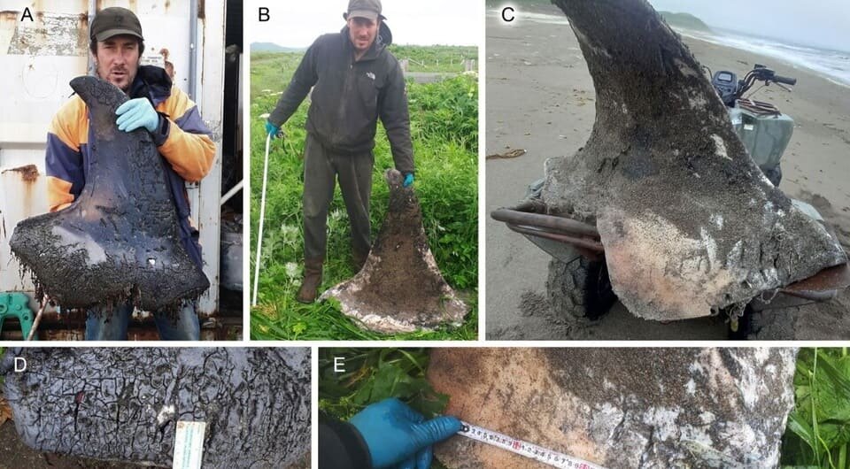   Olga A. Filatova et al. / Marine Mammal Science, 2026