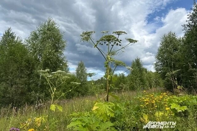    Какой штраф за борщевик на участке грозит дачникам в 2026 году?