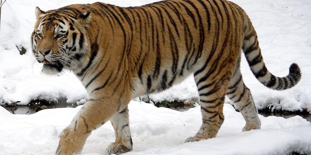 Казахстан сажает десятки тысяч деревьев в надежде восстановить популяцию тигров