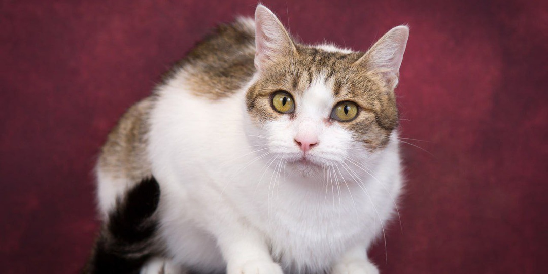 Печенька — кошка, которая умеет ждать