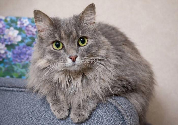 Кошка Муся. Обложка © Life.ru/Полина Федотова