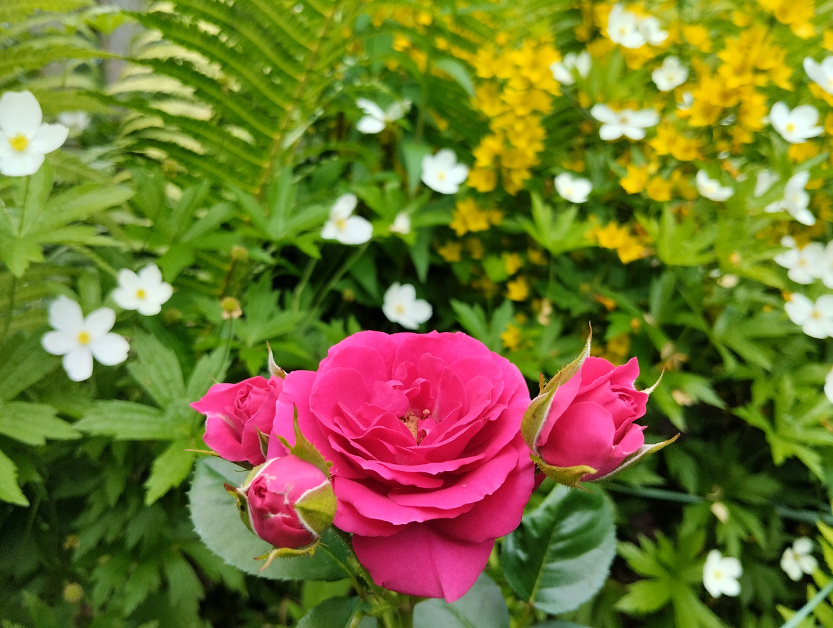 Эта безымянная роза-спрей из "Светофора" - одна из немногих, что цветёт регулярно и обильно уже несколько сезонов подряд