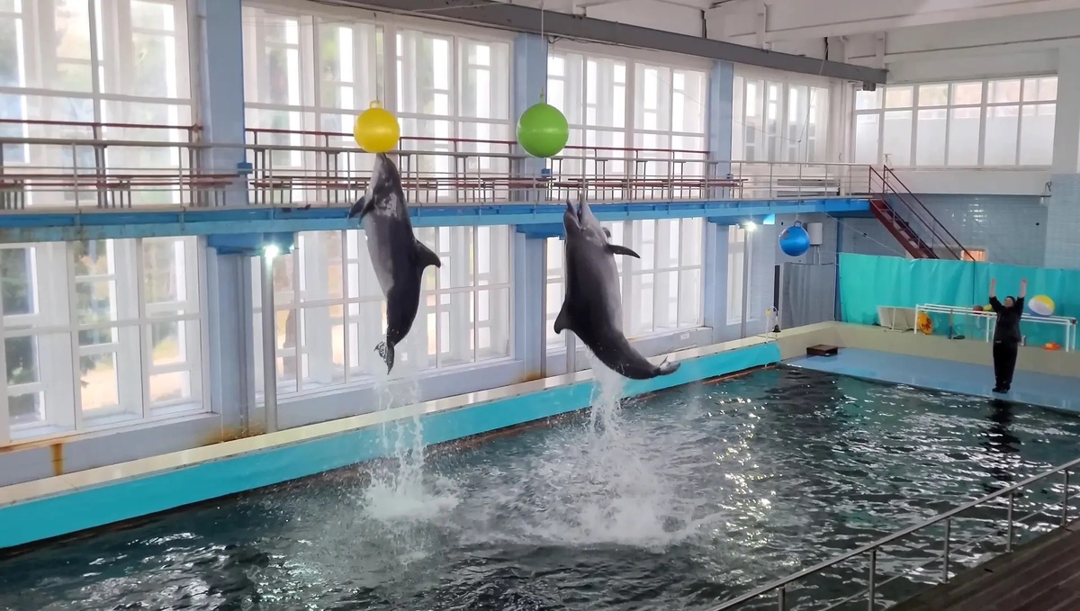 Программа «Люди и дельфины» в Центре изучения и адаптации морских животных научной станции имени Т.И. Вяземского
Фото: Олег Древницкий