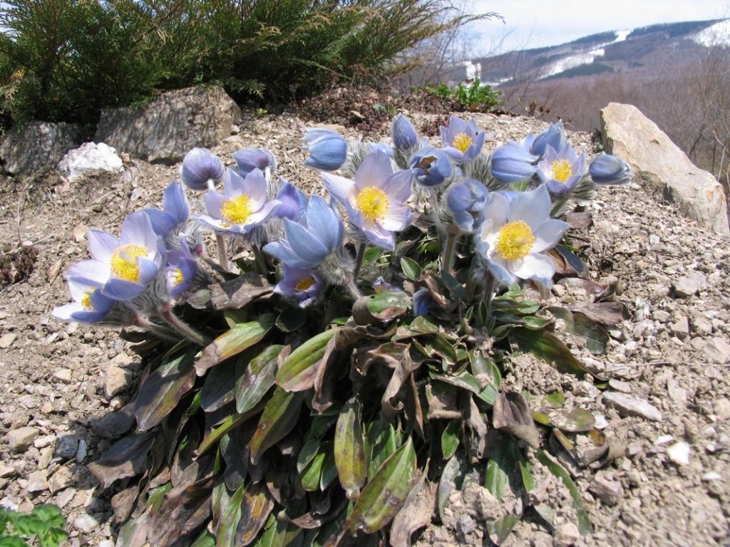 Миякея цельнолистная фото из интернета