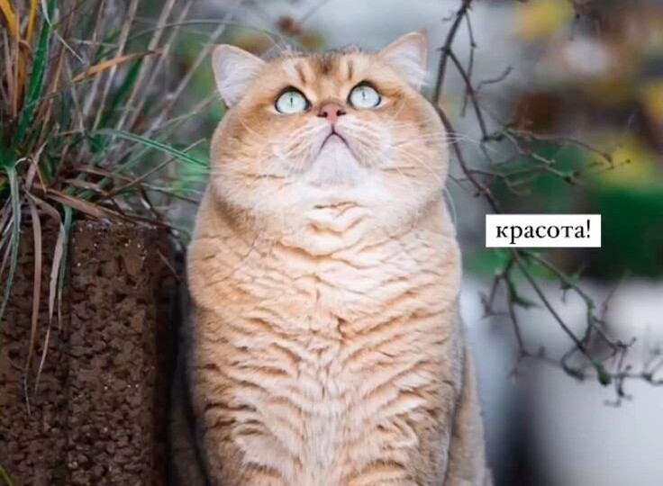 Кото мемы, порция позитива