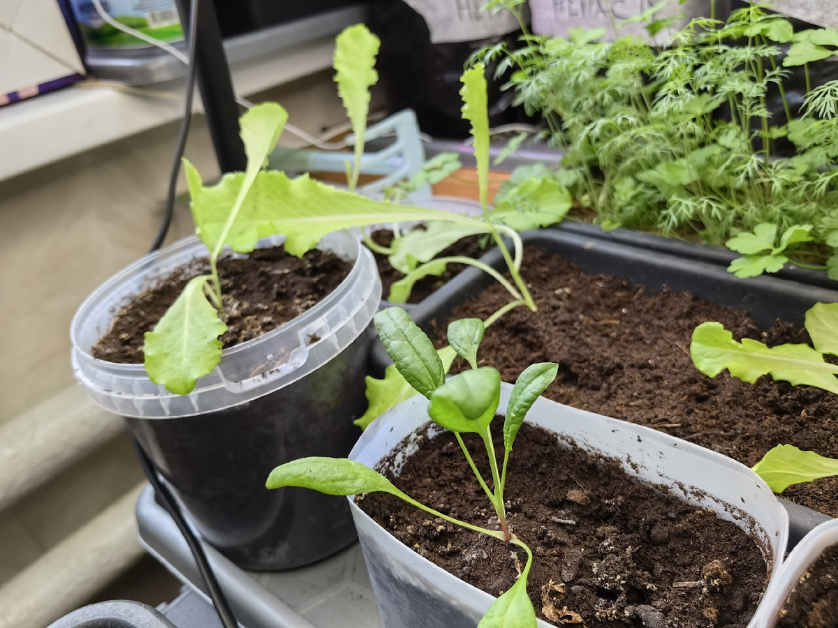 Салат и шпинат.