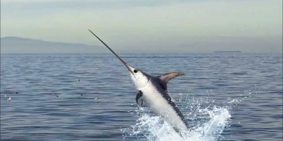 Живой меч: как рыба разгоняется до 130 км/ч и пронзает корабли, но не видит смысла в стаях