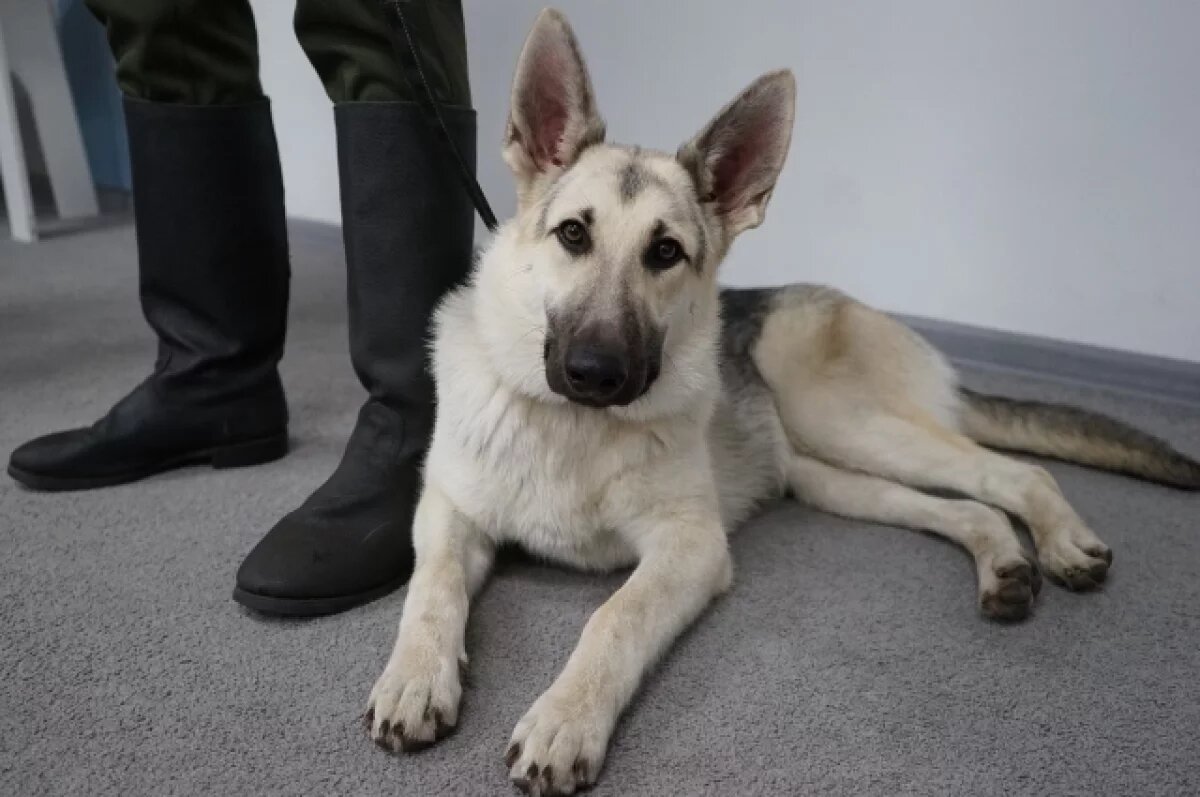    В Казани за год на обязательный учет поставили почти 10 тысяч собак