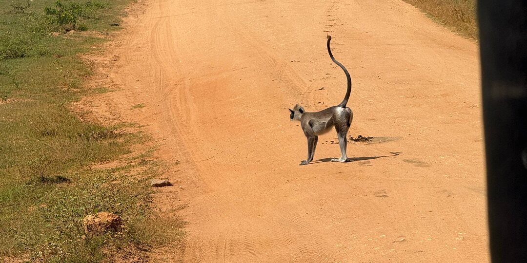 Сафари в национальном парке Яла