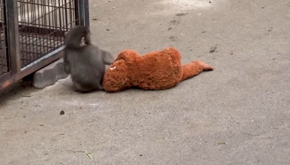    Фото: https://youtu.be/zeeEW4dbm1A?si=5QxXeuvpE5Ef8rI0