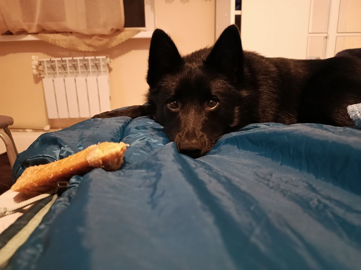 Во время отпуска ему некуда было скидывать игрушки, и он прямо грустил