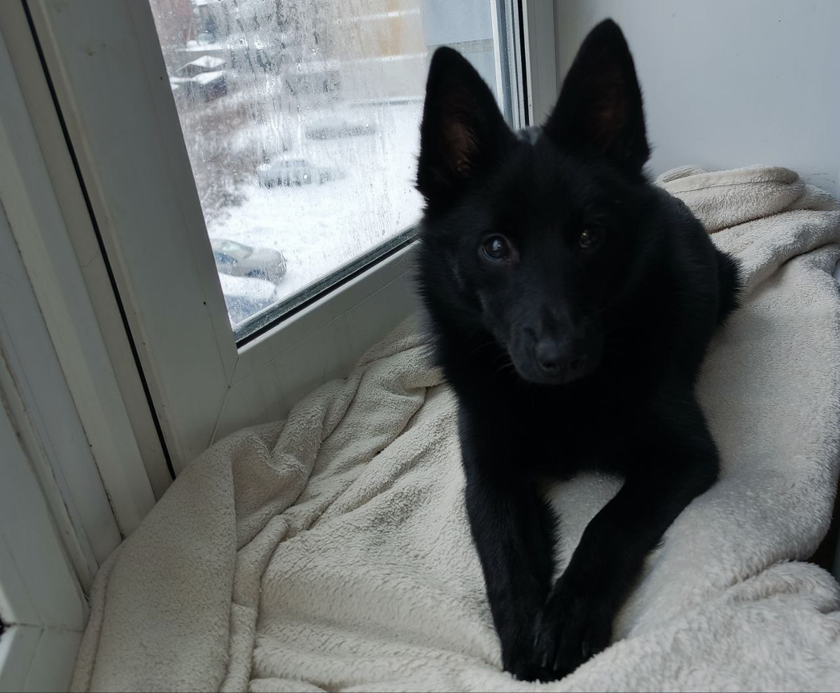 Это Вермут еще дома и не знает что скоро его ждет таке длительное путешествие