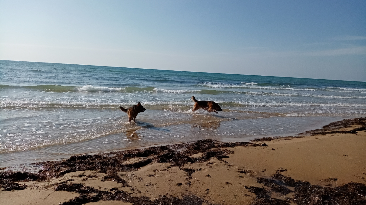 Атос и Дорис. Анапа 2021. Черное это водоросли