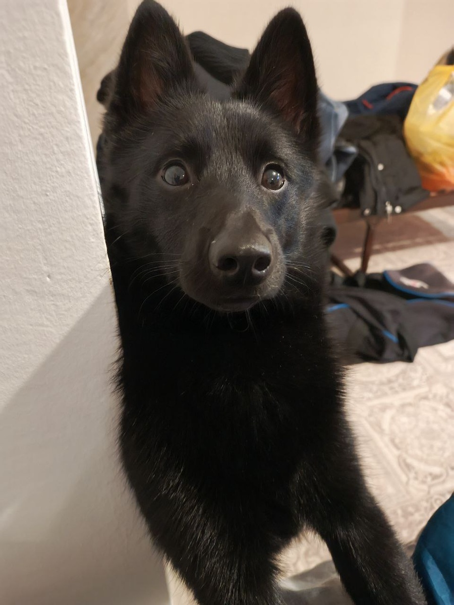 Переживает что уедут без него