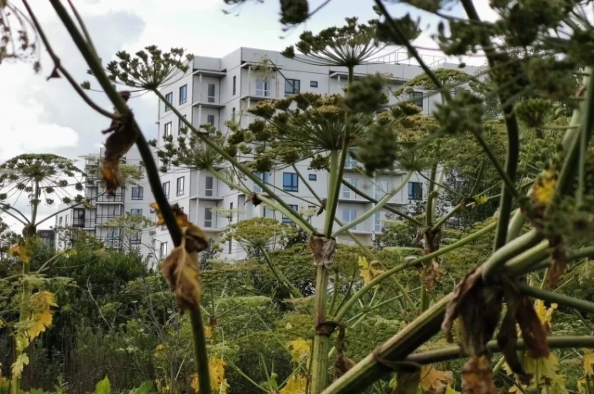    В Тверской области борщевик подобрался к деревне и посёлку