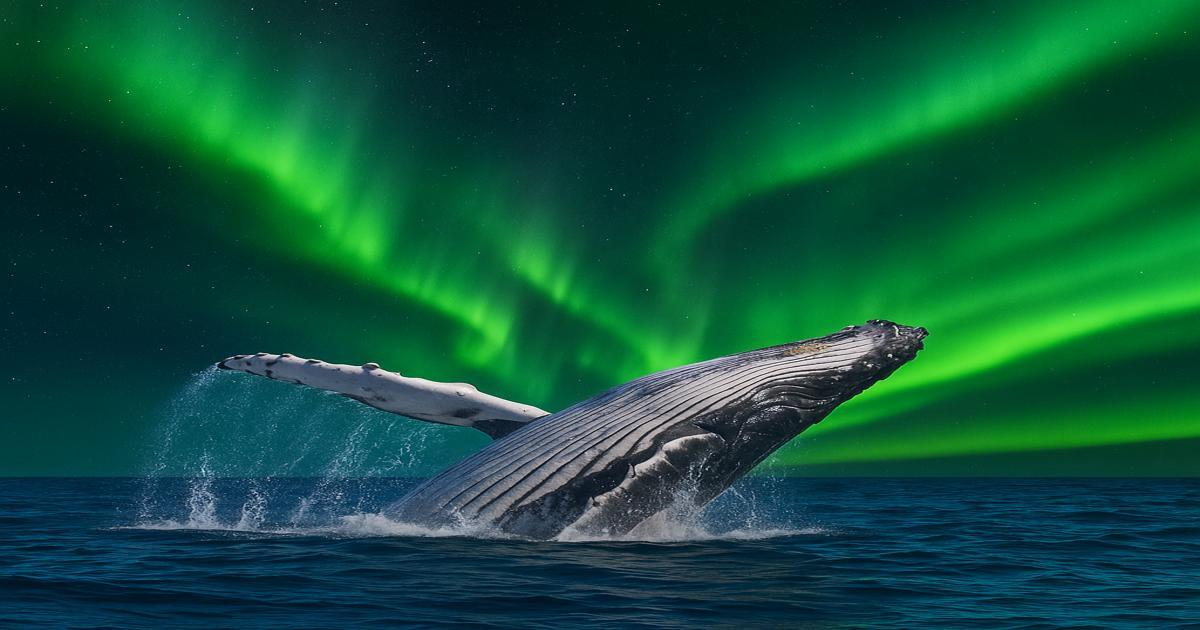 (источник: teriberka-arctic.ru)